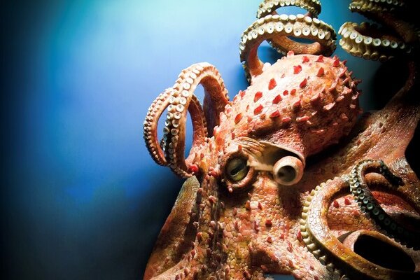 Как войти в даркнет