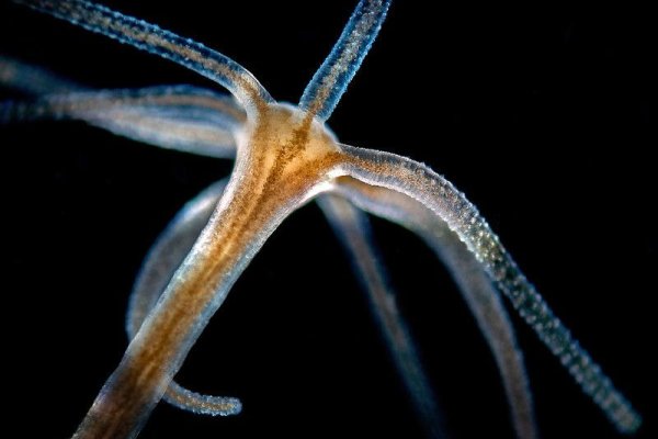 Кракен клирнет ссылка