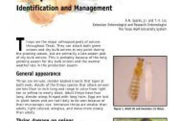 Кракен даркнет скачать